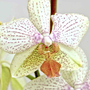 Orchideenblüte
