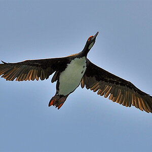 Flug