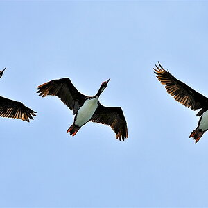 Vogelflug