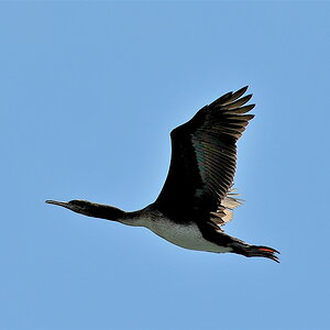 Vogel