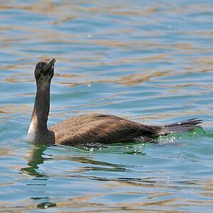 Wasservogel