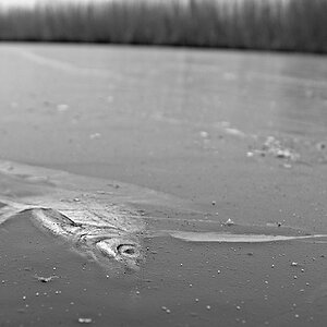 s DSC 0943 bw lzn