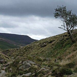 Baum 1