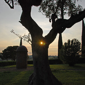 Toskana, Sonne, Olivenbaum1.