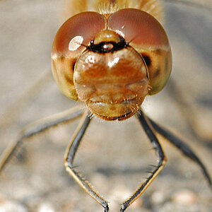 Libellen 034 Portrait