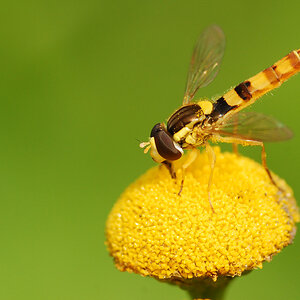 Schwebefliege