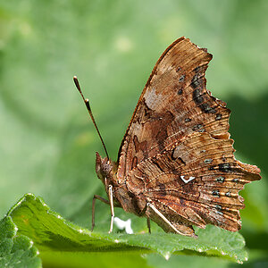 C Falter 2012 07 08 01
