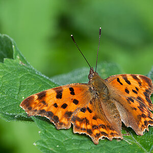 C Falter 2012 07 09 01