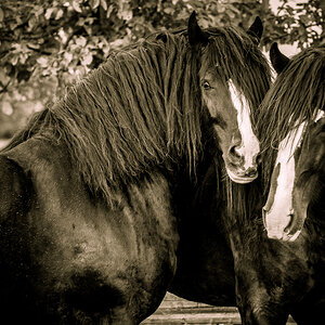 Shire Horse Hengste 0254, Seltenheitswert: zwei gekörte Shire Horse Hengste (Vater und Sohn) in vertrauter Zweisamkeit. Da es bei der Szene etwas flot