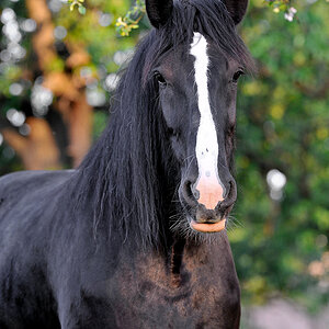 Shire Horses 0302, Shire Horse Stute Queenie