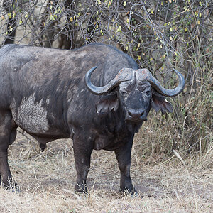 tanzania zentralserengeti nff 005
