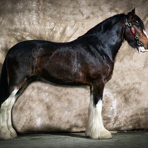 Shire Horse Hengst, 3jährig, Portraitshooting in der Scheune mit Hintergrundtuch und drei Studioblitzen, Nikon D2x, Micro Nikkor 2,8/60, Blende 8, 1/2