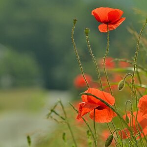 Mohnblumen Sommer 2012