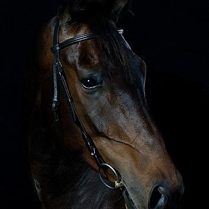 Warmblüter, Portrait von Rebel Yell genannt "Lümmel" (Nikon D2x, Nikkor 28-105 AF 3,5-4,5 bei Blende 9 und 1/125 Sek., 3 Studioblitze mit Softbox)