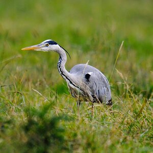 20120622 0333 [NIKON 1 V1] 600 mm,1 40 Sek. bei ƒ   4,0