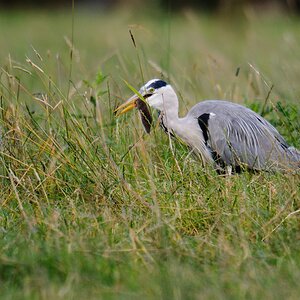 20120622 0402 [NIKON 1 V1] 600 mm,1 200 Sek. bei ƒ   4,0 2
