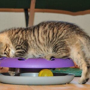 2012 07 08 5245  D300sA