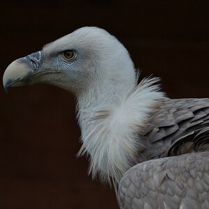 Gänsegeier