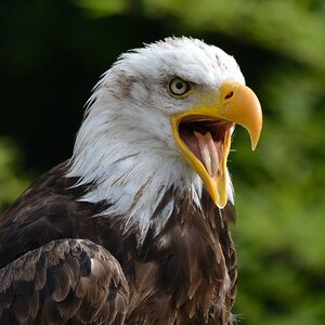 Adler