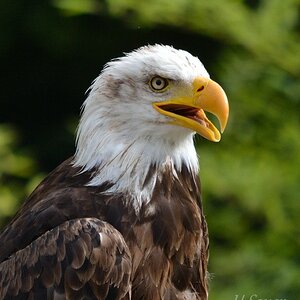Adler