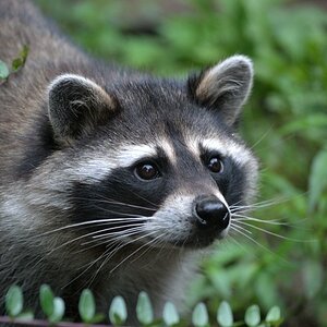 Waschbär