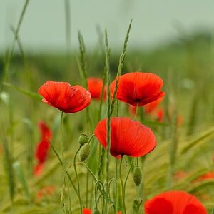 Mohnblumen 2012