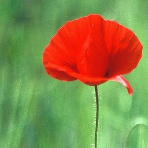 Mohn II