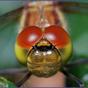 Faszinierend NF