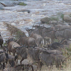 tanzania crossing1 nff 002