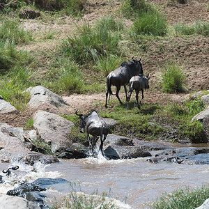 tanzania crossing1 nff 010