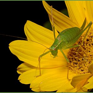 Locust 01 NF