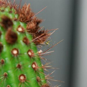 Kaktusspinne 1