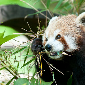 Kleiner Panda