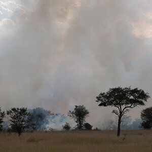 tanzania feuer nff 001