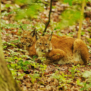 Luchs 1