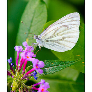 Kohlweißling (Pieris brassicae) 

Nikon D800, AF-S Micro-Nikkor f/2.8/ 105 mm, Nikon Speedlighte SB-910, Blende 1:8 bei 1/250 Sekunde.