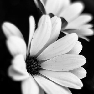white flower bw D2X 3910