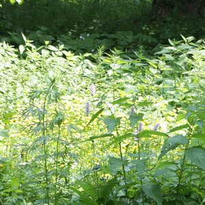 EOS 600D (f5.6, 1/80, 42mm)