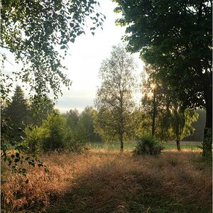 schwedensonne