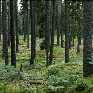 schwedenwald3