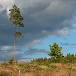 schwedenwald4