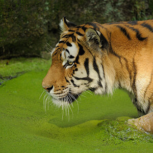Tiger
Tiergarten Nürnberg
- grüne Soße 1 -