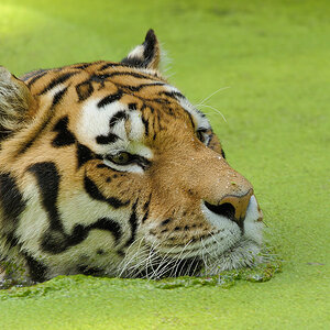 Tiger
Tiergarten Nürnberg
- grüne Soße 2 -
