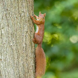 Eichhörnchen