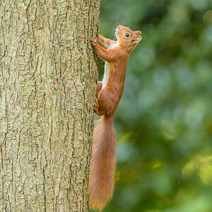 Eichhörnchen