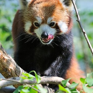 Kleiner Panda