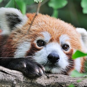 Kleiner Panda