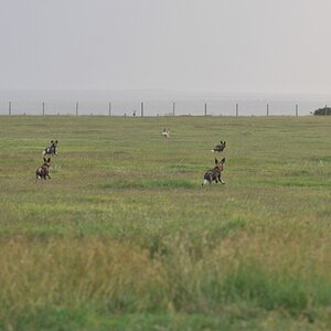 comp DSC 6102