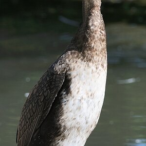 Kormoran
