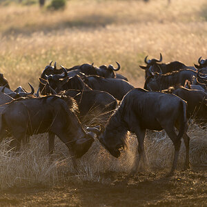 tanzania gnu nff 001